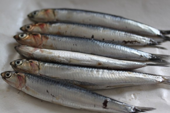 anchoas frescas