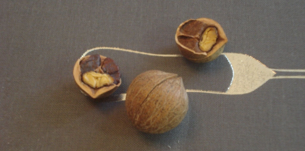 nueces-xiabao2